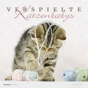 Verspielte Katzenbabys 2020 – Kittens – Bildkalender (33 x 33) – Tierkalender – Wandkalender von ALPHA EDITION, Eckelt,  Natalie