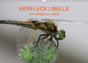 VIERFLECK LIBELLE – vom Schlupf zur Libelle (Wandkalender 2019 DIN A3 quer) von Brix - Studio Brix,  Matthias