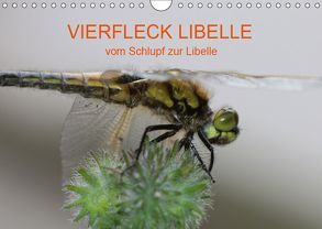 VIERFLECK LIBELLE – vom Schlupf zur Libelle (Wandkalender 2019 DIN A4 quer) von Brix - Studio Brix,  Matthias