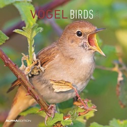 Vögel 2024 – Broschürenkalender 30×30 cm (30×60 geöffnet) – Kalender mit Platz für Notizen – Birds – Bildkalender – Wandkalender – Vogelkalender