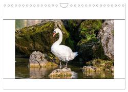 Vögel am Wasser entdecken (Wandkalender 2024 DIN A4 quer), CALVENDO Monatskalender von Bauer,  Teresa