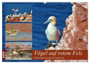 Vögel auf rotem Fels – Helgolands grandiose Vogelwelt (Wandkalender 2024 DIN A2 quer), CALVENDO Monatskalender von Schaack,  René