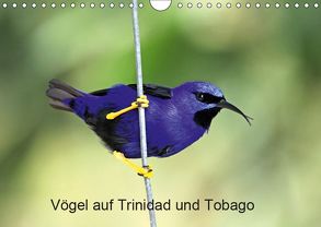 Vögel auf Trinidad und Tobago (Wandkalender 2019 DIN A4 quer) von W. Bruechle,  Dr., Weiterstadt