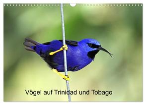 Vögel auf Trinidad und Tobago (Wandkalender 2024 DIN A3 quer), CALVENDO Monatskalender von W. Brüchle,  Weiterstadt,  Dr.