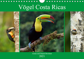 Vögel Costa Ricas (Wandkalender 2021 DIN A4 quer) von und Daniel Brockner,  Armin