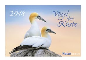 Vögel der Küste 2018