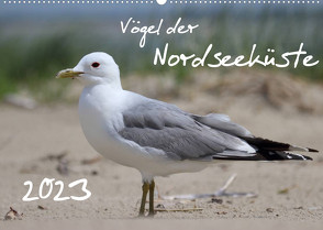 Vögel der Nordseeküste (Wandkalender 2023 DIN A2 quer) von Allnoch,  Jan