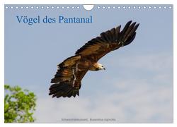 Vögel des Pantanal (Wandkalender 2024 DIN A4 quer), CALVENDO Monatskalender von Woehlke,  Juergen