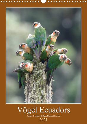 Vögel Ecuadors (Wandkalender 2021 DIN A3 hoch) von Brockner,  Armin