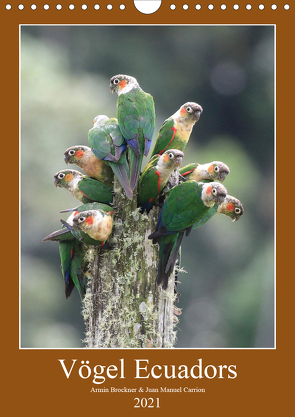 Vögel Ecuadors (Wandkalender 2021 DIN A4 hoch) von Brockner,  Armin