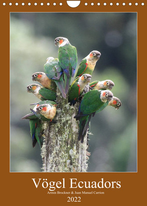 Vögel Ecuadors (Wandkalender 2022 DIN A4 hoch) von Brockner,  Armin