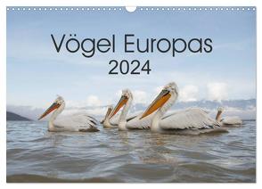 Vögel Europas 2024 (Wandkalender 2024 DIN A3 quer), CALVENDO Monatskalender von Schröder,  Hans