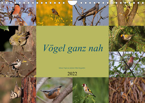 Vögel ganz nah (Wandkalender 2022 DIN A4 quer) von Erlwein,  Winfried