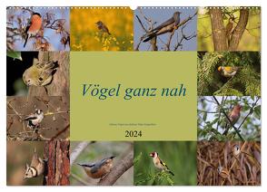 Vögel ganz nah (Wandkalender 2024 DIN A2 quer), CALVENDO Monatskalender von Erlwein,  Winfried
