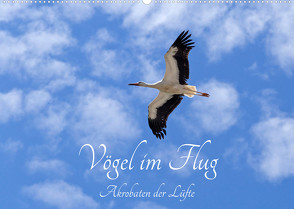 Vögel im Flug – Akrobaten der Lüfte (Wandkalender 2023 DIN A2 quer) von Kuttig,  Siegfried