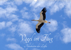 Vögel im Flug – Akrobaten der Lüfte (Wandkalender 2023 DIN A3 quer) von Kuttig,  Siegfried