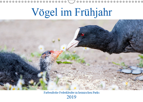 Vögel im Frühjahr (Wandkalender 2019 DIN A3 quer) von pixs:sell