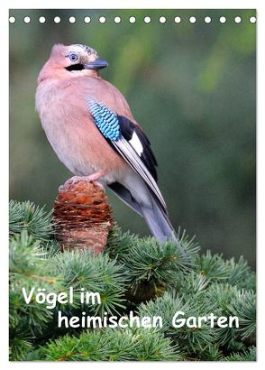 Vögel im heimischen Garten (Tischkalender 2024 DIN A5 hoch), CALVENDO Monatskalender von Wilczek,  Dieter