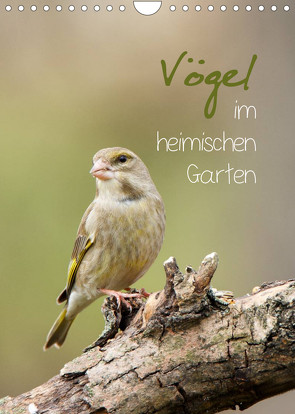 Vögel im heimischen Garten (Wandkalender 2023 DIN A4 hoch) von Spiegler,  Heidi
