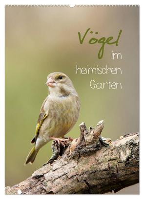 Vögel im heimischen Garten (Wandkalender 2024 DIN A2 hoch), CALVENDO Monatskalender von Spiegler,  Heidi
