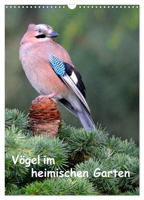 Vögel im heimischen Garten (Wandkalender 2024 DIN A3 hoch), CALVENDO Monatskalender von Wilczek,  Dieter