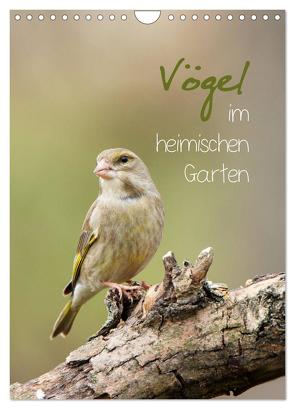 Vögel im heimischen Garten (Wandkalender 2024 DIN A4 hoch), CALVENDO Monatskalender von Spiegler,  Heidi
