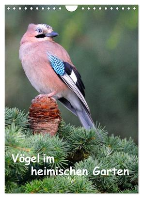 Vögel im heimischen Garten (Wandkalender 2024 DIN A4 hoch), CALVENDO Monatskalender von Wilczek,  Dieter