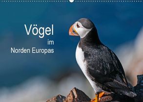Vögel im Norden Europas (Wandkalender 2019 DIN A2 quer) von Thoma,  Martin