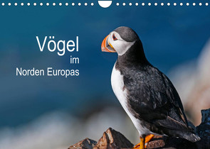 Vögel im Norden Europas (Wandkalender 2023 DIN A4 quer) von Thoma,  Martin