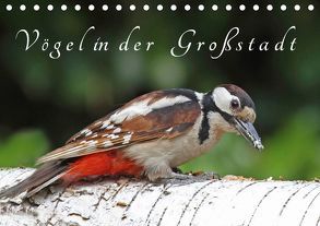 Vögel in der Großstadt (Tischkalender 2019 DIN A5 quer) von Konieczka,  Klaus