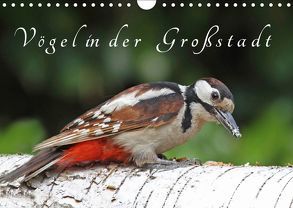 Vögel in der Großstadt (Wandkalender 2019 DIN A4 quer) von Konieczka,  Klaus