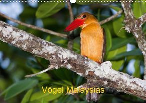 Vögel Malaysias – Birds of Malaysia (Wandkalender 2019 DIN A3 quer) von D. Weinand,  Ralf