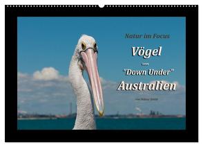 Vögel von „Down Under“ Australien (Wandkalender 2024 DIN A2 quer), CALVENDO Monatskalender von Smith,  Sidney