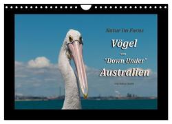Vögel von „Down Under“ Australien (Wandkalender 2024 DIN A4 quer), CALVENDO Monatskalender von Smith,  Sidney