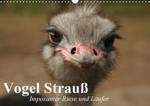 Vogel Strauß. Imposanter Riese und Läufer (Wandkalender 2019 DIN A3 quer) von Stanzer,  Elisabeth