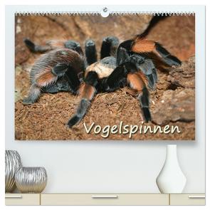 Vogelspinnen (hochwertiger Premium Wandkalender 2024 DIN A2 quer), Kunstdruck in Hochglanz von Mielewczyk,  Barbara