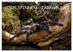 Vogelspinnen – Tarantulas (Wandkalender 2024 DIN A3 quer), CALVENDO Monatskalender von Trapp,  Benny