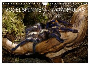 Vogelspinnen – Tarantulas (Wandkalender 2024 DIN A4 quer), CALVENDO Monatskalender von Trapp,  Benny