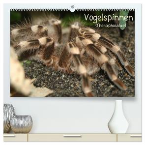 Vogelspinnen (Theraphosidae) (hochwertiger Premium Wandkalender 2024 DIN A2 quer), Kunstdruck in Hochglanz von Mielewczyk,  Barbara