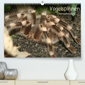 Vogelspinnen (Theraphosidae)CH-Version (Premium, hochwertiger DIN A2 Wandkalender 2021, Kunstdruck in Hochglanz) von Mielewczyk,  Barbara