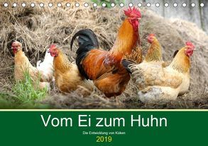 Vom Ei zum Huhn. Die Entwicklung von Küken (Tischkalender 2019 DIN A5 quer) von Hurley,  Rose