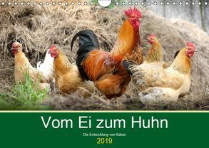 Vom Ei zum Huhn. Die Entwicklung von Küken (Wandkalender 2019 DIN A4 quer) von Hurley,  Rose