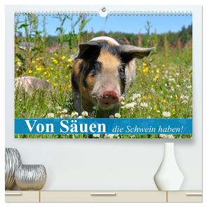 Von Säuen die Schwein haben! (hochwertiger Premium Wandkalender 2024 DIN A2 quer), Kunstdruck in Hochglanz von Stanzer,  Elisabeth