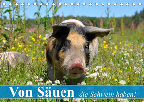 Von Säuen die Schwein haben! (Tischkalender 2023 DIN A5 quer) von Stanzer,  Elisabeth