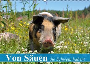 Von Säuen die Schwein haben! (Wandkalender 2019 DIN A2 quer) von Stanzer,  Elisabeth