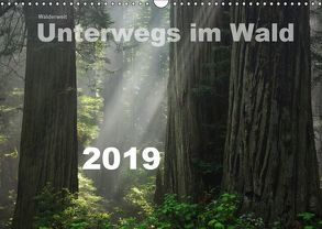 Wälderweit – Unterwegs im Wald I (Wandkalender 2019 DIN A3 quer) von Bauffold,  Christian