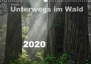 Wälderweit – Unterwegs im Wald I (Wandkalender 2020 DIN A3 quer) von Bauffold,  Christian