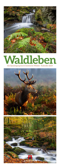 Waldleben – Ein Spaziergang durch heimische Wälder Triplet-Kalender 2024