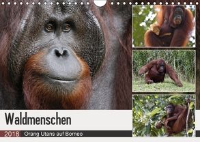 Waldmenschen – Orang Utans auf Borneo (Wandkalender 2018 DIN A4 quer) von Herzog,  Michael