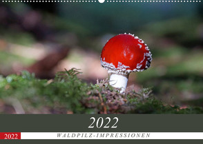 Waldpilz-Impressionen (Wandkalender 2022 DIN A2 quer) von Flori0